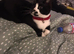 British blue cross (2 available)
