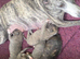 Stunning Pedigree Whippet Puppies