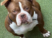 Pocket bully