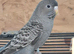 Blackface budgies for new perches