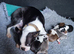 Stunning kc lilac Boston Terrier Puppy