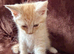 Maine Coon Cross Kittens x 2 Boys