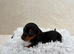 6 Dachshund Boys  available