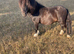 Registered 2yo Mini Shetland Colt