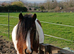 Reduced 1000                6 year old mare skewbald 13 hands