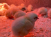 Ross Cobb Chicks as hatched available from day old