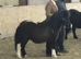 Standard Shetlands