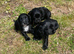 Full cocker spaniels puppy&rsquo;s