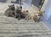 Pedigree British Shorthair kittens
