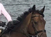 16.1hh brown warmblood mare hunting /jumping /workers