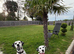 Dalmatian litter due end September