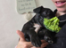 Beautiful French bulldog