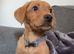 Fox Red Labradors