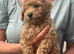 3 Toy Cockapoo Puppies Looking for Forever Homes!