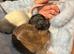 4 Male Rats Looking for a Loving Home