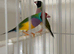Gouldian finch