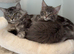 Stunning Maine coon kitten for sale