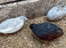 Chinese painted quail