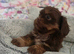 Imperial Shih Tzu Puppies