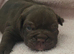 Stunning DWKC Registered English Bulldog Puppies – Ready October