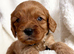 Adorable miniature F1 red Cavapoo puppies
