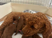 Deep Red Toy Poodle
