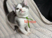 Last 4 Female Kittens Looking for Their Forever Homes