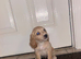 Cocker spaniel puppy urgent