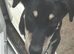 Looking for his forever home