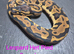 Various Ball Python Hatchlings