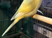 9 week old baby budgies available home reared