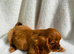Cavalier King Charles