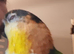Silly tame caique