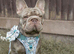 Rehome for shady