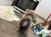 Last female staffy