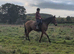 15.2hh Bay allrounder mare