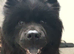 Female chow chow