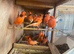 Red factor canaries in East Sussex