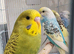 Budgies 2 months old