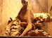 Male bearded dragon