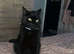 Male cat