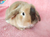 Adult mini lop for sale