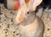 Baby rabbit