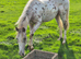 Apaloosa x Cob Filly looking for new home