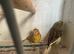 Breeding pair of canaries