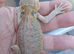 Baby bearded dragons