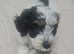 6 month old girl cockapoo