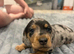 Miniature Dachshund puppies