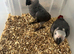 Selling baby handreared African grey