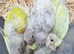 Baby Mooncheck and Suncheek conures 4-6 weeks